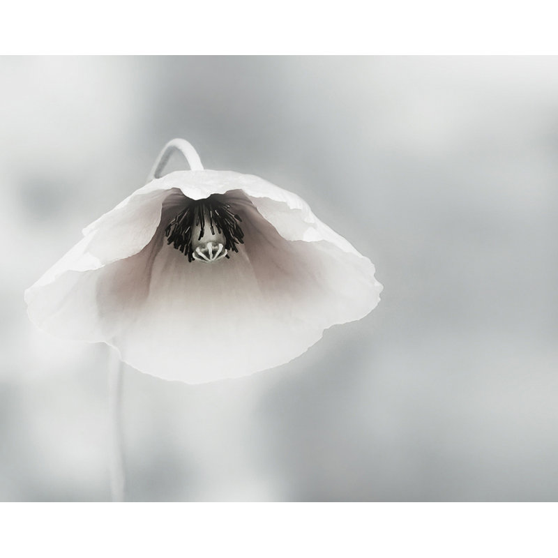 Wrapped Canvas Print, 76.2 cm H x 50.8 cm W
