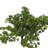 Bourdeau 18" Artificial Bonsai Tree in Pot