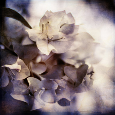 Purple Dusk I by Emily Robinson - Wrapped Canvas Print