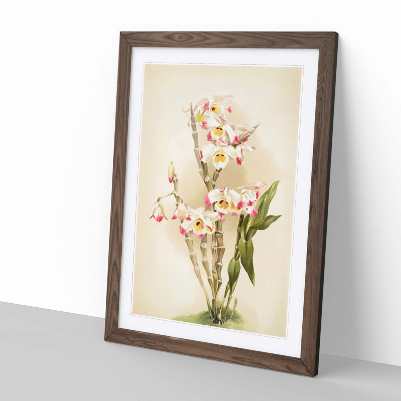 Magnolia Flowers Illustration Tab. 9 by Frederick Sander - Picture Frame Painting Print, 50cm H x 35cm W x 2cm D, Walnut