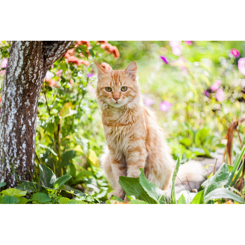 «Dakeria Cat In Garden On Canvas» par Mira33, photographie, H 8 po x l 12 po x P 1,25 po