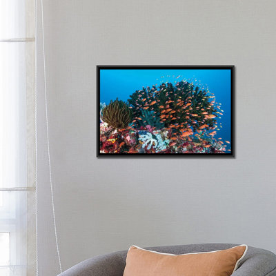 " School Of Anthias Fish Swimming Over A Colorful Reef " by Mathieu Meur