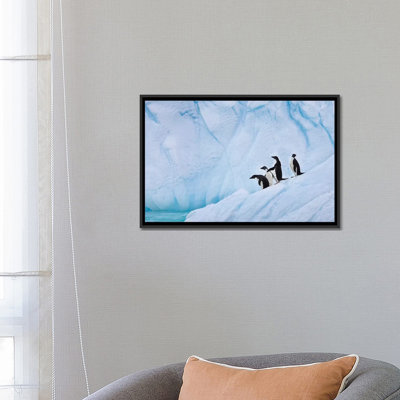 " Adélie Penguins, Paulet Island " by Hugh Rose