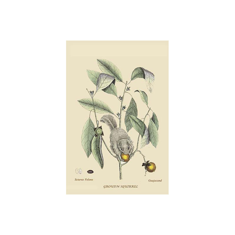 Écureuil moulu-impression d’art graphique, H 36 po x l 24 po x P 1,5 po