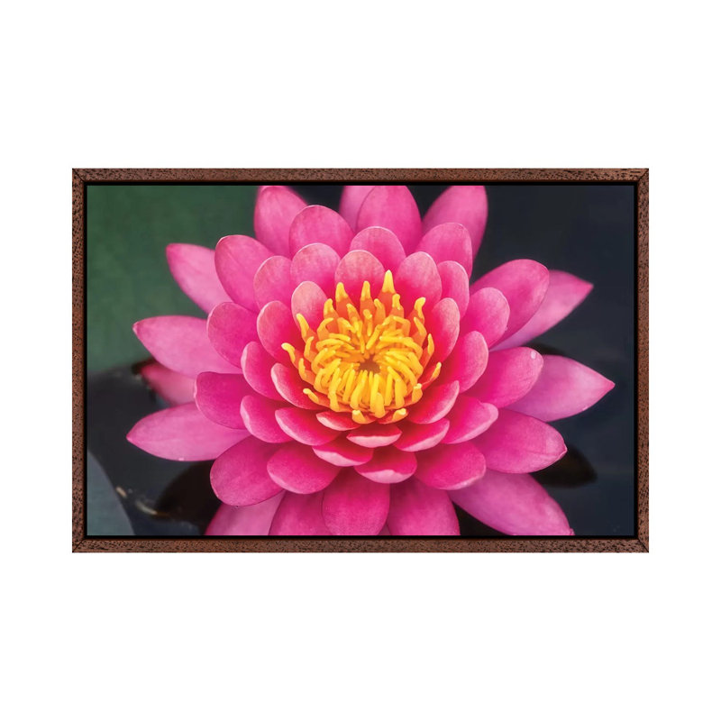Pink Lotus Flower by Glauco Meneghelli - Print on Canvas, 66.04cm H x 101.6cm W x 3.81cm D, Brown Framed