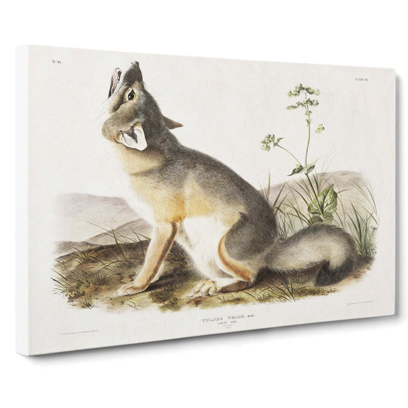 Swift Fox by J.W. Audubon - Wrapped Canvas, 35cm H x 50cm W x 3cm D