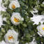 180cm Faux Eucalyptus Garland