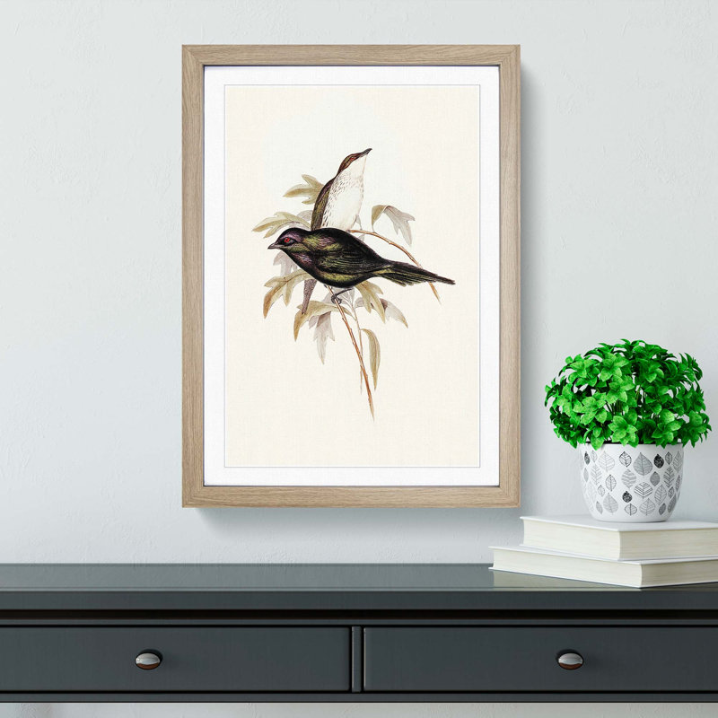 Shining Starling by Elizabeth Gould - Picture Frame Painting Print, 48cm H x 36cm W x 2cm D, Oak Framed
