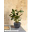 Pot à fleurs noir mat Novaterra-1490594828