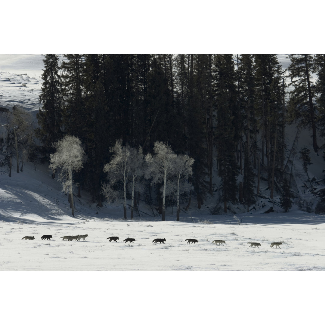 Druid Wolf Pack Of Gray Timber Wolves On Snow Yellowstone von Milehightraveler - No Frame Kunstdrucke auf Leinwand