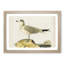 Common Gull by Von Wright - Picture Frame Painting Print-55510312-55510314