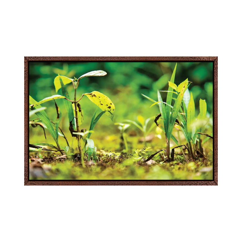 Ecuador Miniature Jungle by Mark Paulda - Print on Canvas, Classic Brown Wood Floater Framed