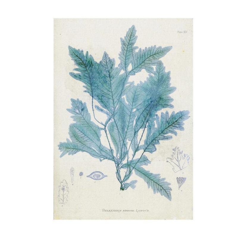 Delesseria Print by Henry Bradbury, 26" H x 18" W x 1.5" D, Glass Coat