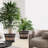 Plant Pots-1453869744-1453869747