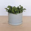 Pot à fleurs rond intérieur / extérieur en plastique moderne avec soucoupe-1927843351-1933896411