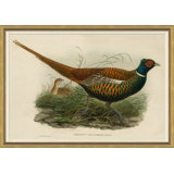 Pheasants From Gould's Birds Of Australia 19 Giclee Print by John Gould