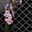 Metro Lantern Glossy Black 9-1/2" x 10-3/4" Porcelain Mosaic Floor and Wall Tile