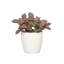 Live Pink Fittonia Nerve Plant in Classic Pot-70502061