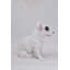 Statue bull terrier