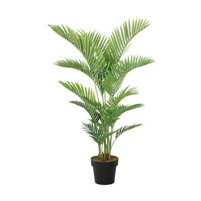 Panama en pot