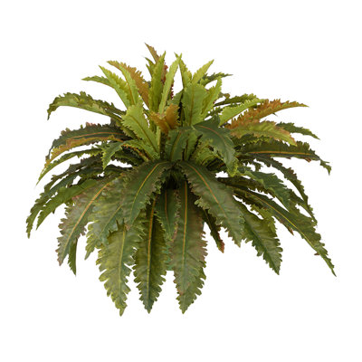21" Faux Large Marginatum