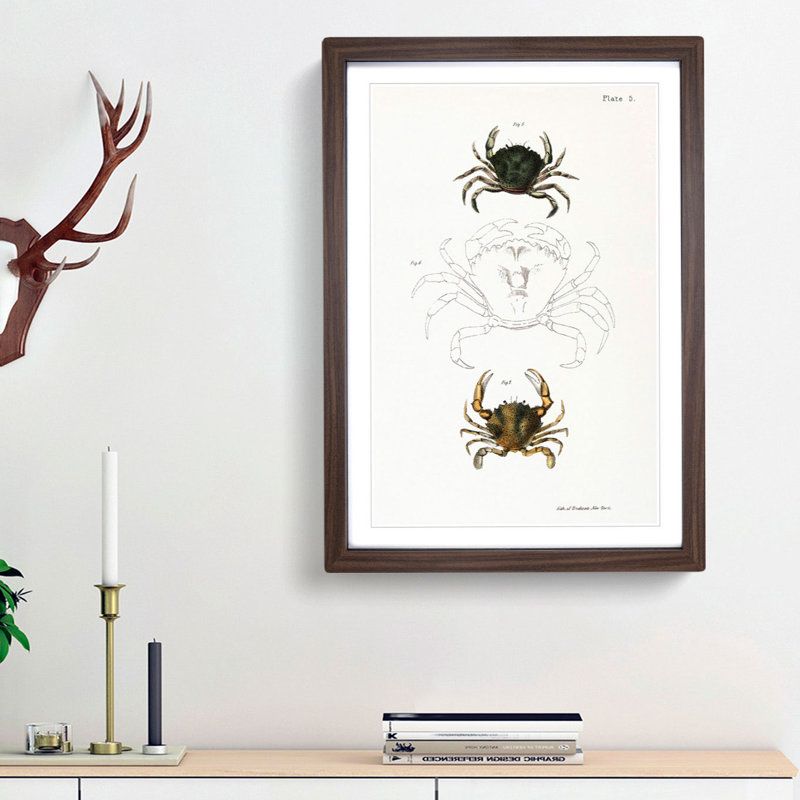 Crab Illustrations PL. 5 by J.E. De Kay - Picture Frame Painting Print, Walnut Framed, 48cm H x 36cm W x 2cm D