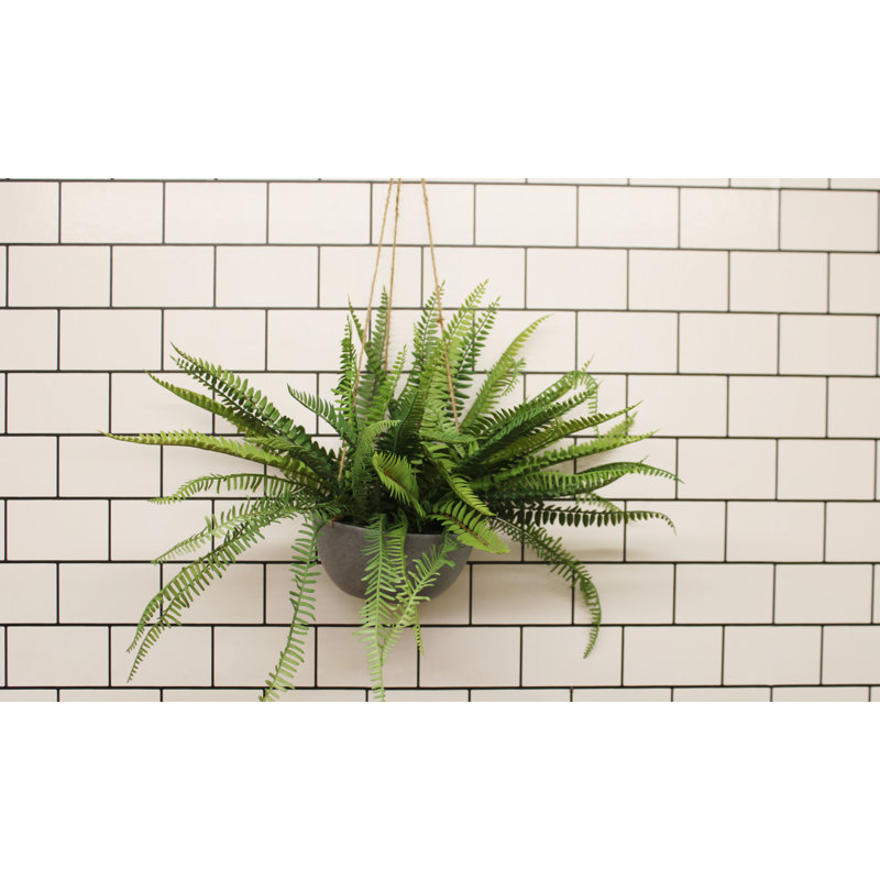 40cm Fern Plant