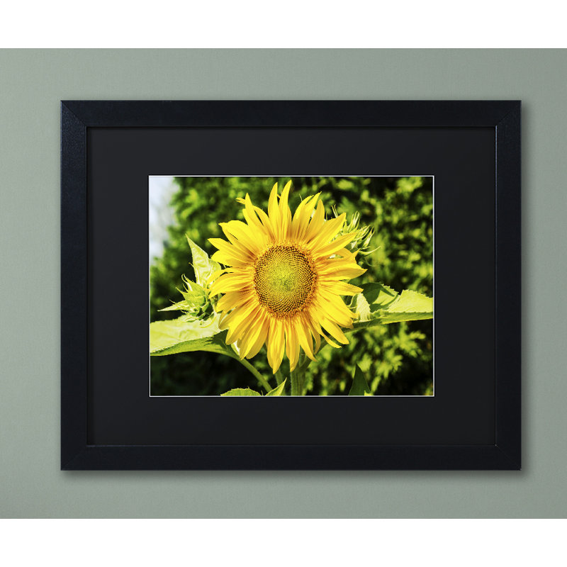 « juste un tournesol », reproduction de photo encadrée, Noir, H 16 po x l 20 po x P 0,5 po