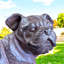 Dog Year Round Use Polyresin Garden Statue