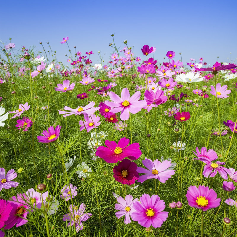 Cosmos Flower - Photographie sur toile tendue, H 12 po x l 12 po x P 1,25 po