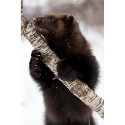 Fowlkes Wolverine In The Snow - Wrapped Canvas Print
