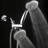 Massage/Jet Handheld Shower Head 2.5 GPM GPM