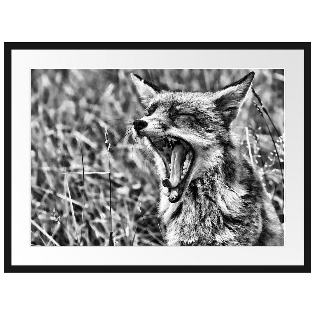 Gerahmtes Poster Müder Fuchs auf Wildwiese