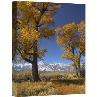 " Cottonwood With The Carson Range "