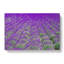 Field Of Lavender - Wrapped Canvas Print-55311656