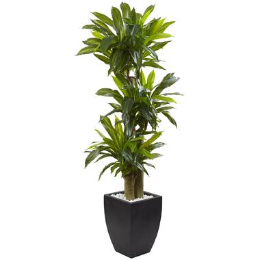 Bayou Breeze Chiara 66'' Bamboo Plant in Glass Vase & Reviews