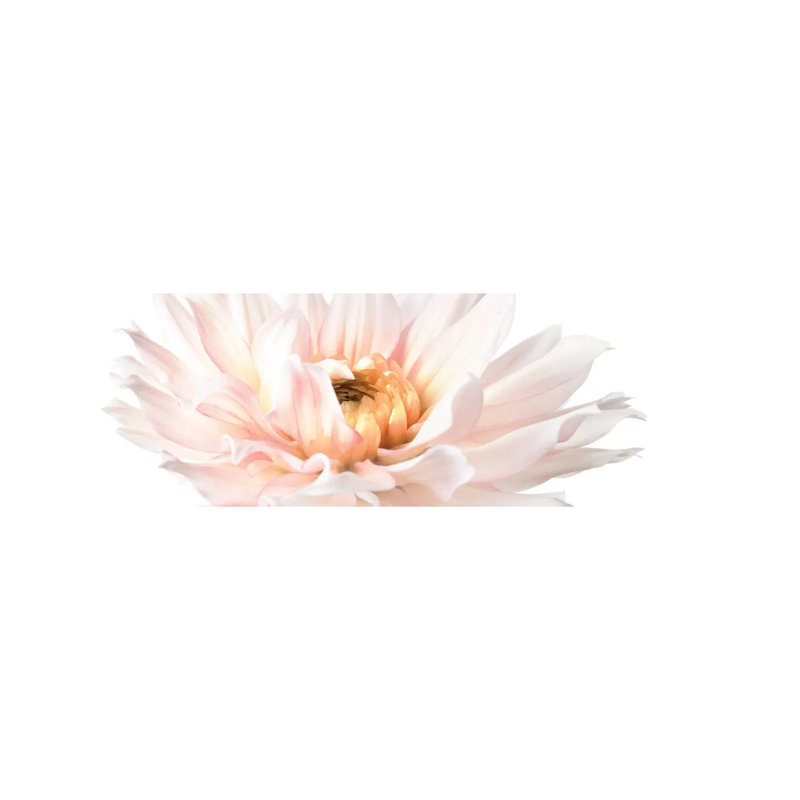 Blush Pink Dahlia II by Christine Zalewski - Wrapped Canvas Panoramic Print, 121.92 cm H x 40.64 cm W x 1.91 cm D