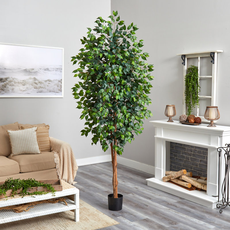  8ft. Ficus Tree