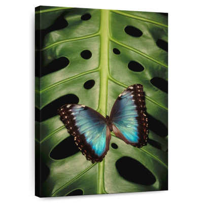 Brampt Butterfly On Monstera