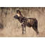 «Millwood Pines Kaveney», toile tendue par Wendy Gallery-1347731756