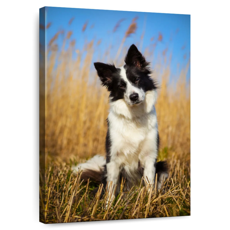 Border collie curieux, H 30 po x l 20 po