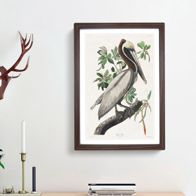Brown Pelican by John Audubon - Picture Frame Graphic Art Print