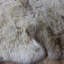 Rare Breed 2 Skin Sheepskin Rug