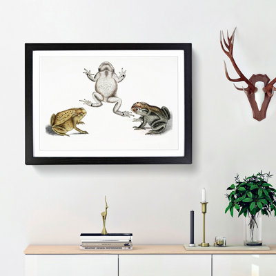 Illustrations of Toads by John Edward Gray - Framed Print
