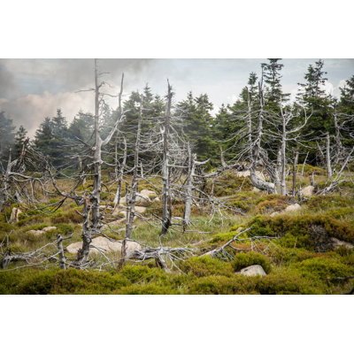Arbres morts par Wcjohnston