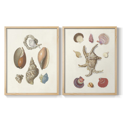 Knorr Shells & Coral I-Premium Framed Print -Ready to Hang - No Nails Required - No Nails Required