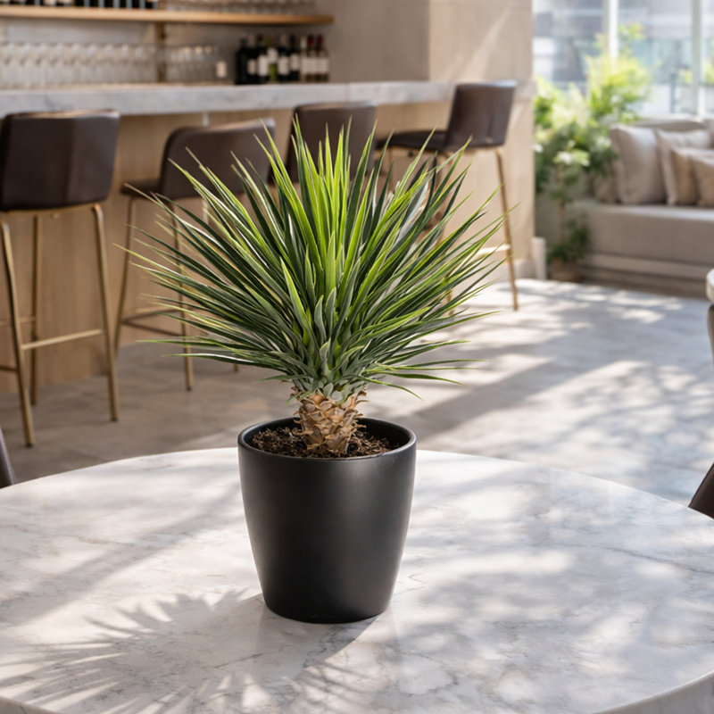 Annitte 75cm Faux Yucca Tree in Pot Liner