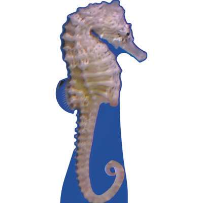 SP13588 - Hippocampe océan en forme d'aquarium découpé debout