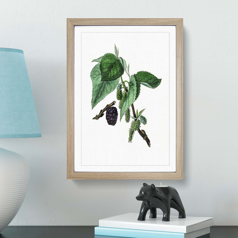Black Mulberry Plant Illustration - Framed Print, 36cm H x 27cm W x 2cm D, Oak Framed