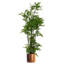 Metal Cachepot-110939438